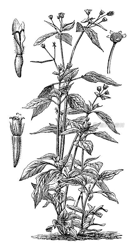 马铃薯杂草(Galinsoga parviflora) -复古雕刻插图